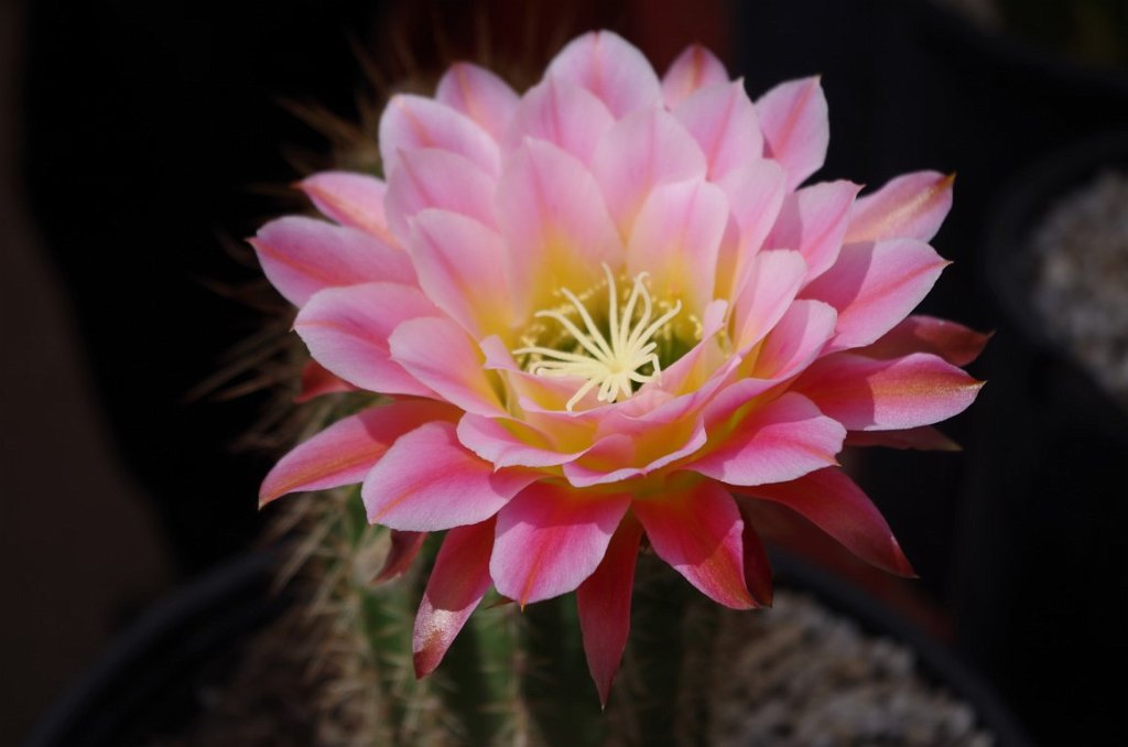 2017_0409_112853.JPG - Desert Botanical Garden