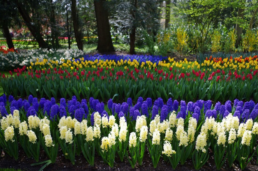 2017_0422_052259.JPG - Keukenhof Lisse