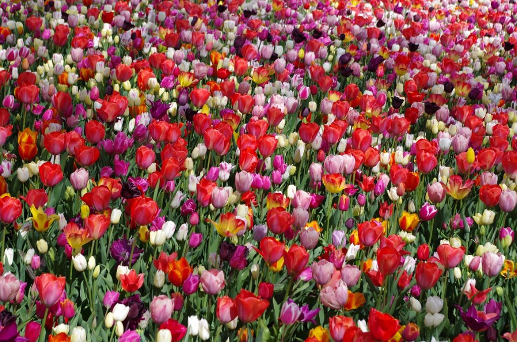 2017_0422_061153.JPG - Keukenhof Lisse