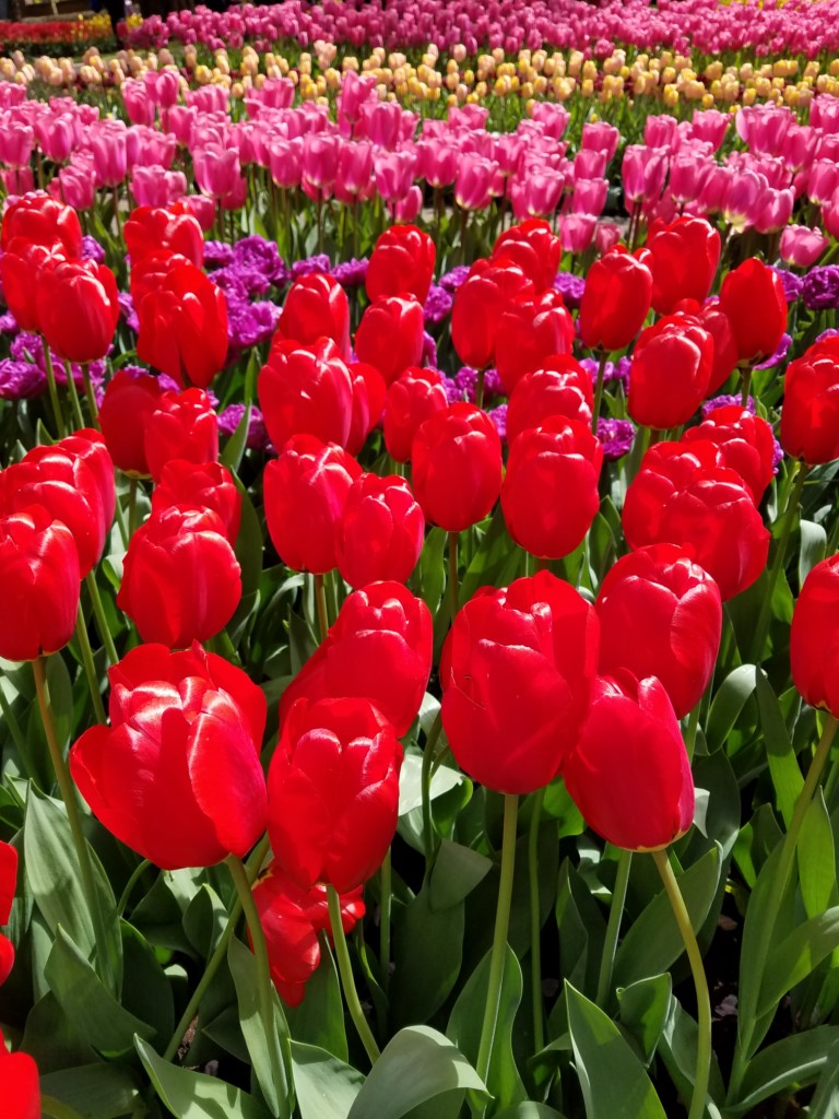 2017_0422_150523.jpg - Keukenhof