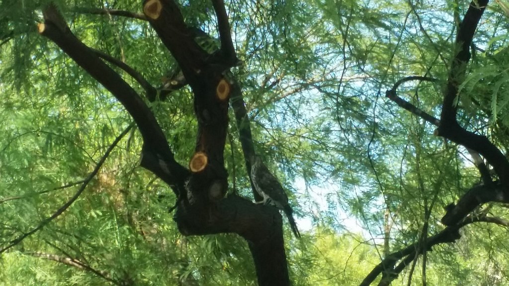 2017_0923_150439.jpg - Hawk in back yard