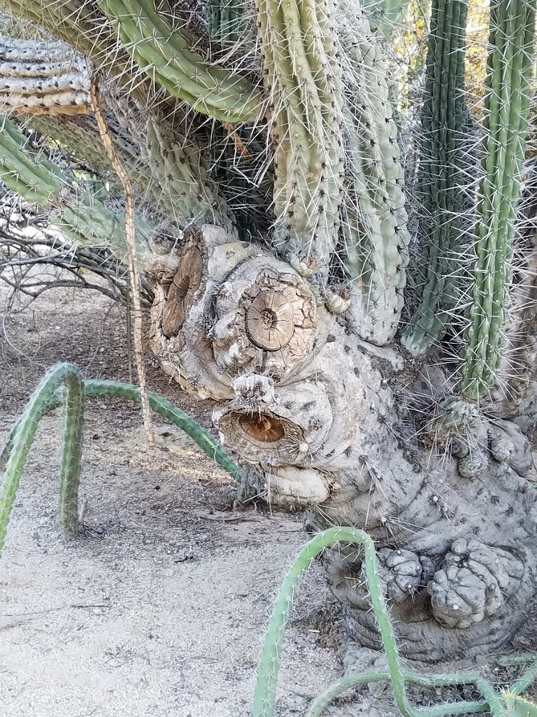 2017_0923_172144.jpg - Desert Botanical Garden