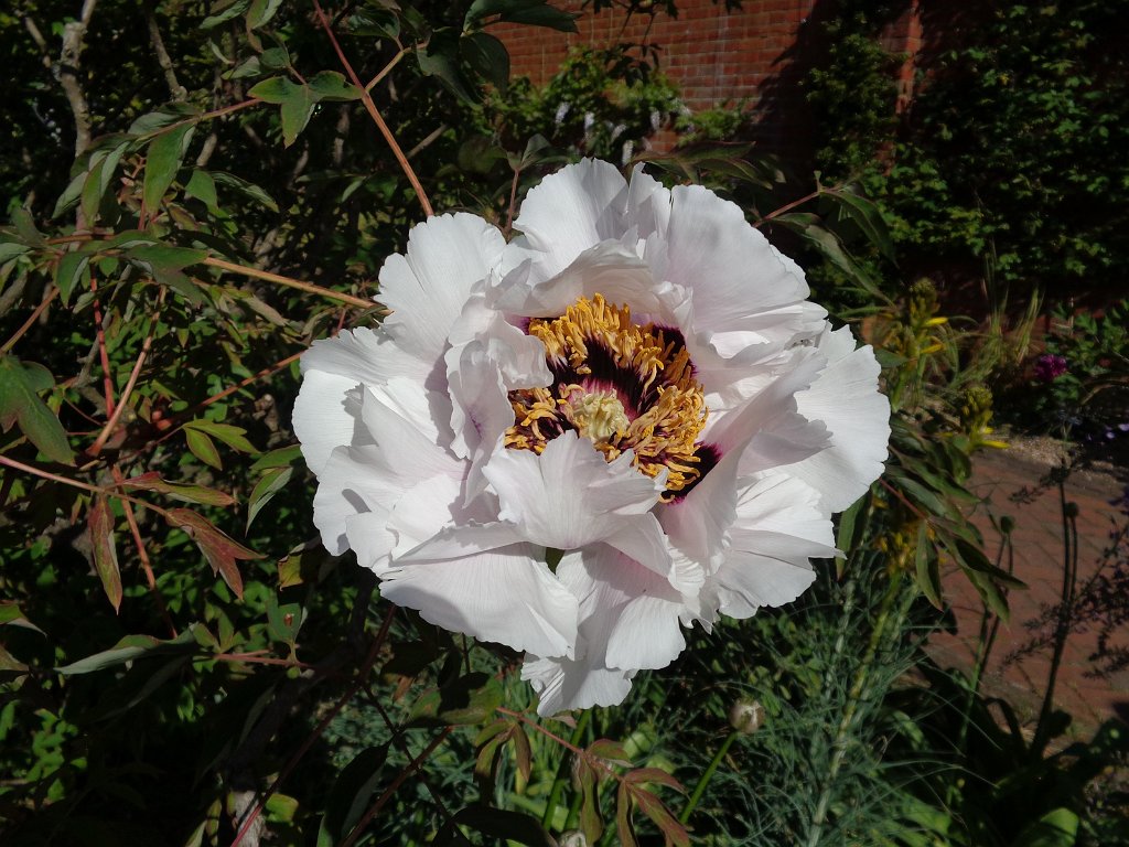 2018_0507_092513.JPG - Royal Horticultural Society Garden Wisley UK