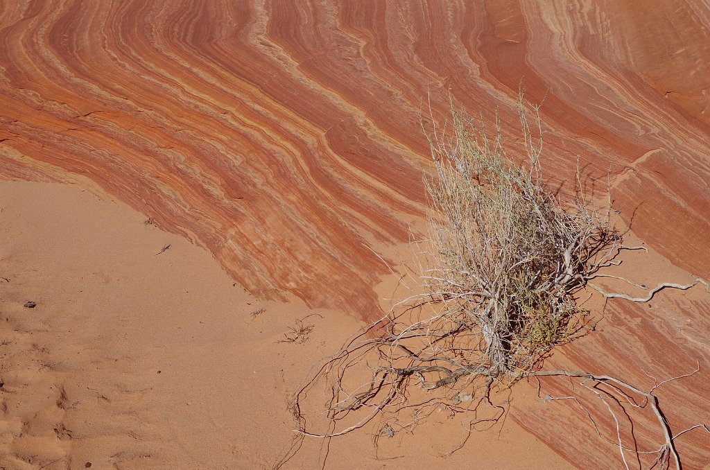 2018_1113_133813.JPG - Vermillion Cliffs National Monument at North Coyote Buttes