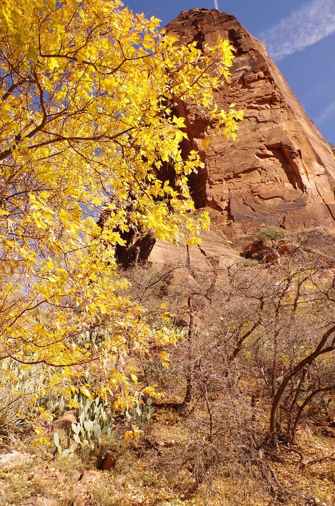 2018_1116_105835.JPG - Zion Riverside Walk