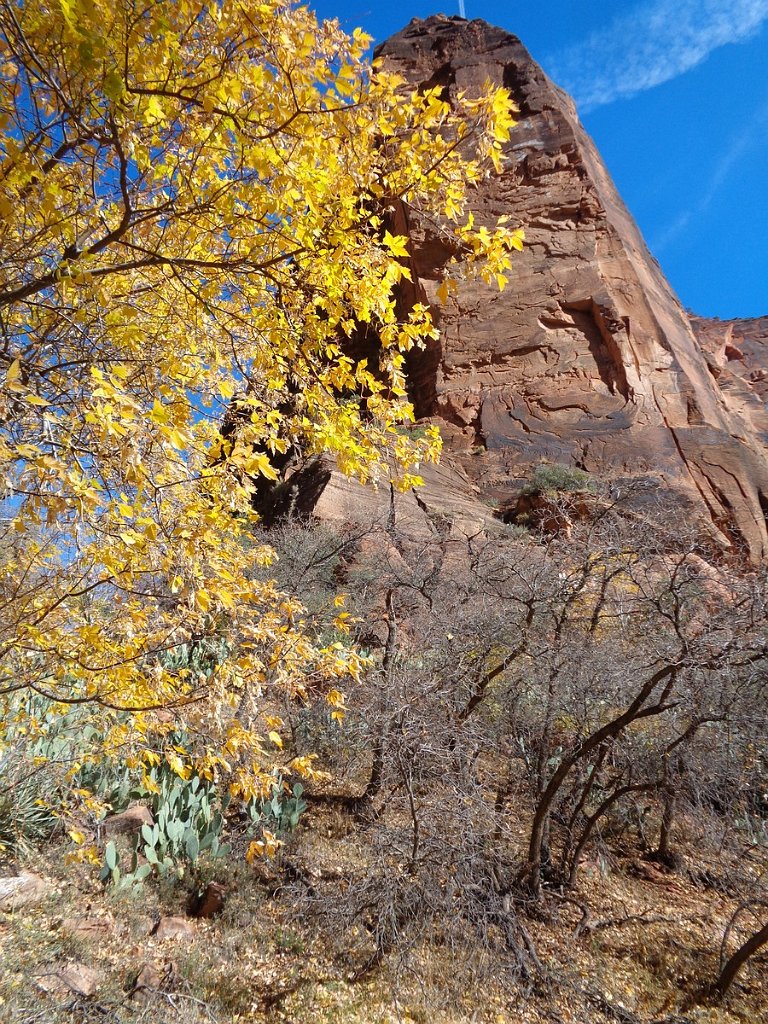 2018_1116_110528.JPG - Zion Big Bend