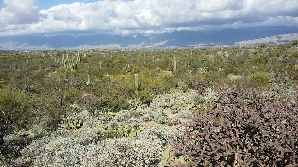 2018_1201_120458.jpg - Saguaro National Park (East)