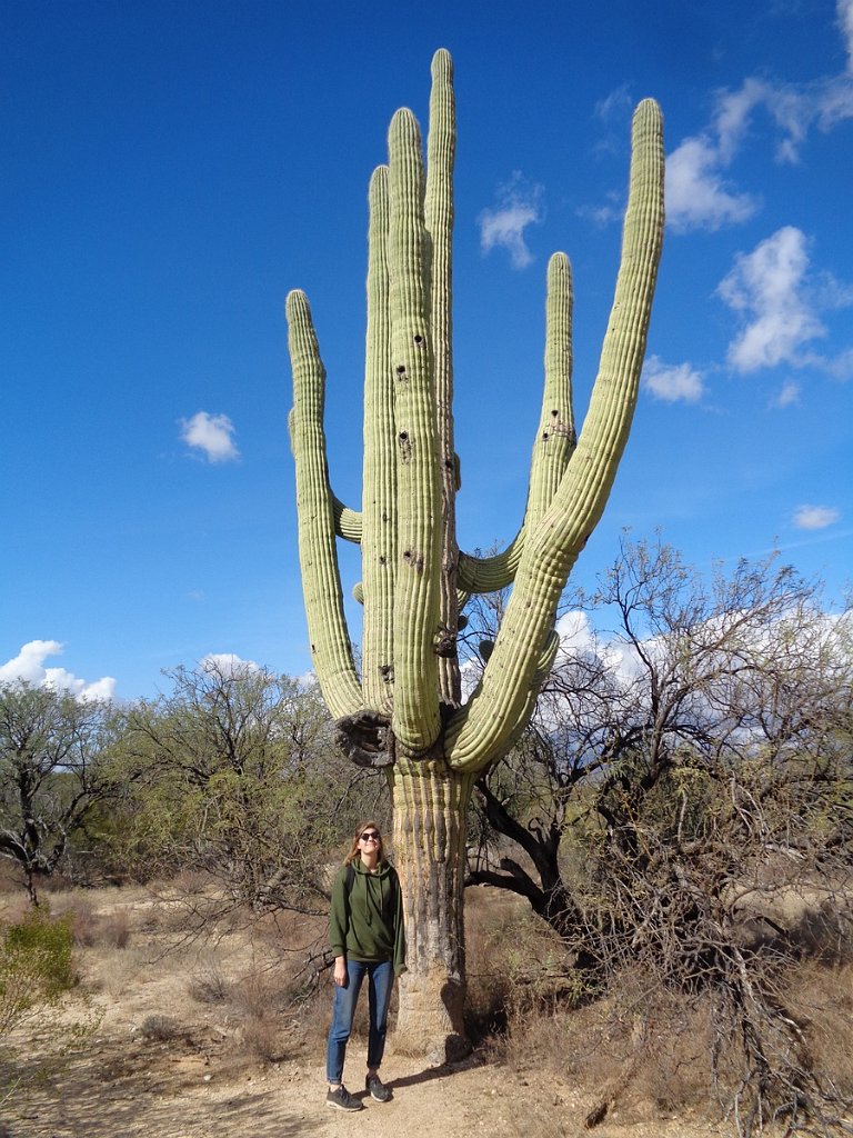 2018_1201_123155.JPG - Saguaro National Park (East)