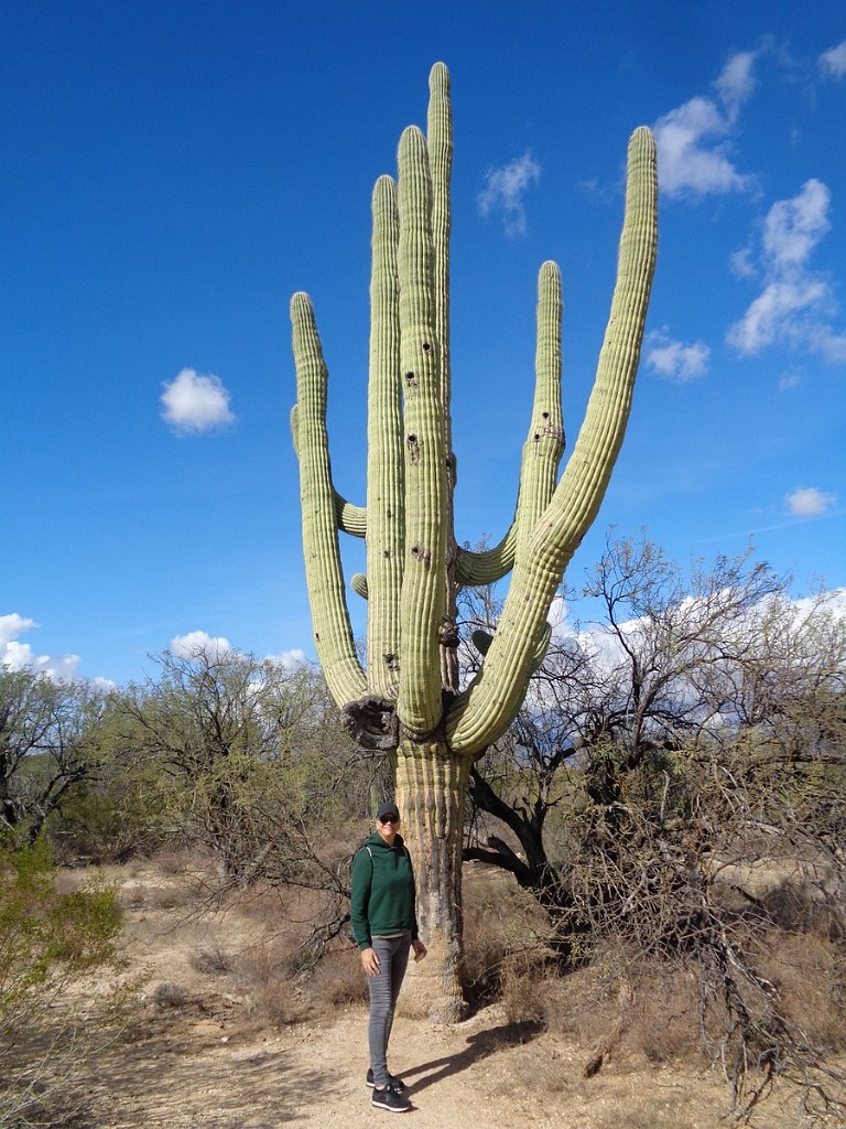 2018_1201_123234.JPG - Saguaro National Park (East)