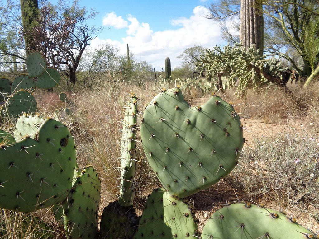 2018_1201_130245.JPG - Saguaro National Park (East)