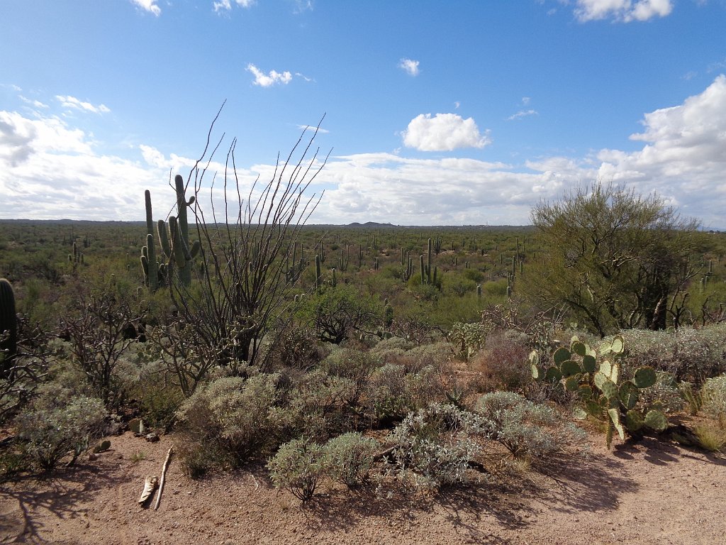 2018_1201_131831.JPG - Saguaro National Park (East)