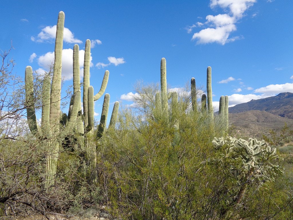 2018_1201_134448.JPG - Saguaro National Park (East)