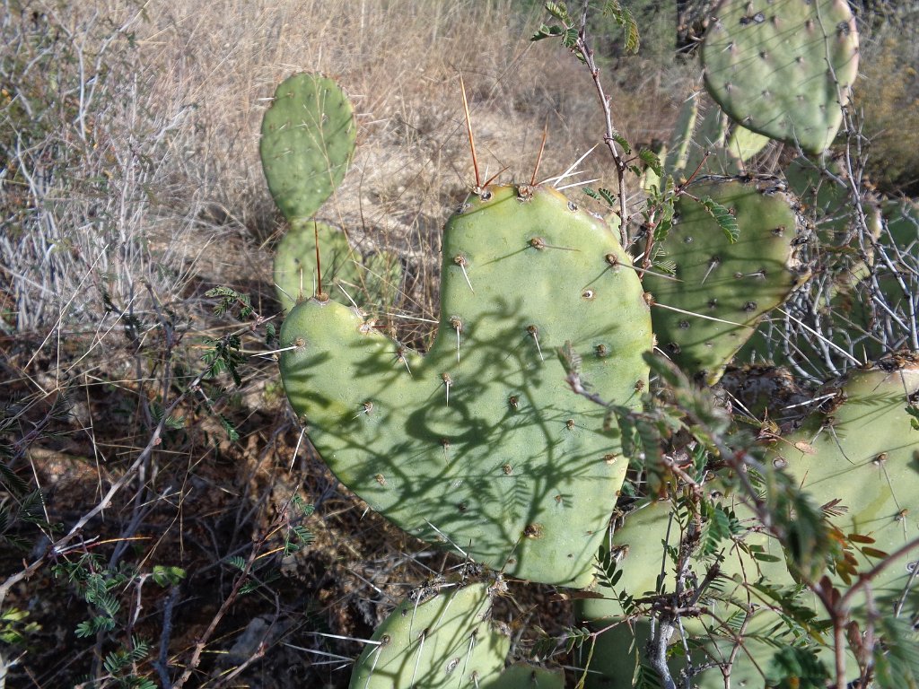 2018_1201_140655.JPG - Saguaro National Park (East)