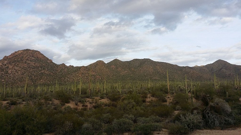 2018_1201_160445.jpg - Saguaro National Park (West)