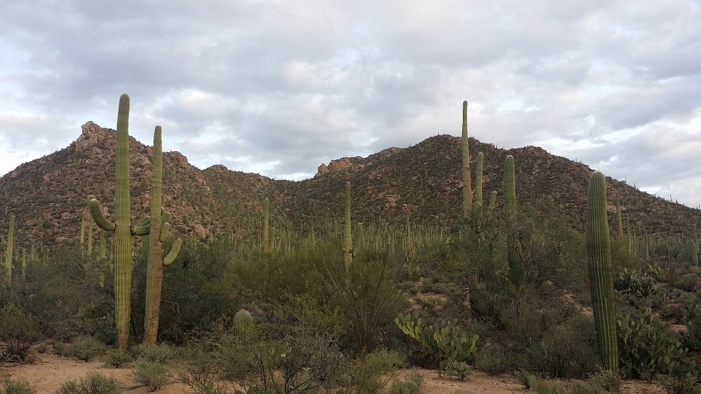 2018_1201_162524.jpg - Saguaro National Park (West)