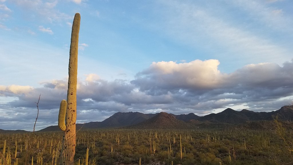 2018_1201_170510.jpg - Saguaro National Park (West)