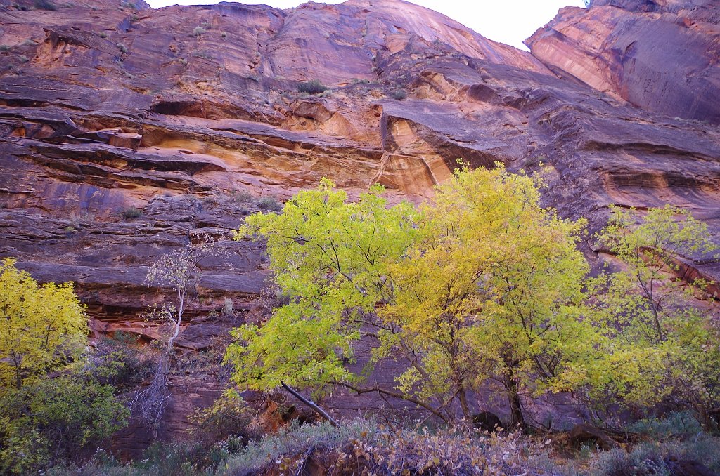 2018_1116_104511.JPG - Zion National Park Riverside Walk