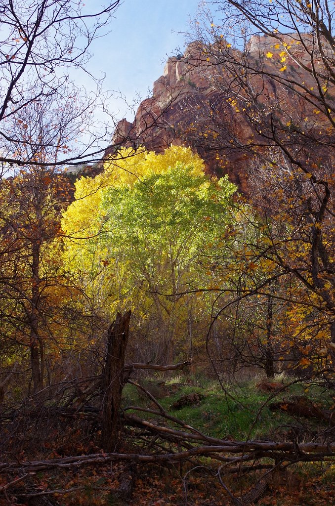 2018_1116_130351.JPG - Zion Lower Emerald Pool Trail