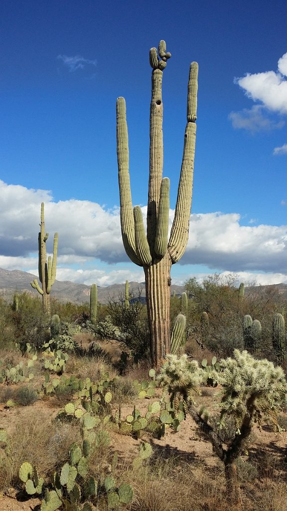 2018_1201_125701.jpg - Saguaro National Park (East)