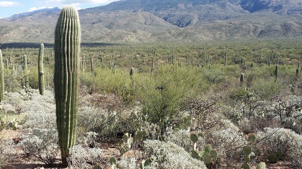 2018_1201_131220.jpg - Saguaro National Park (East)