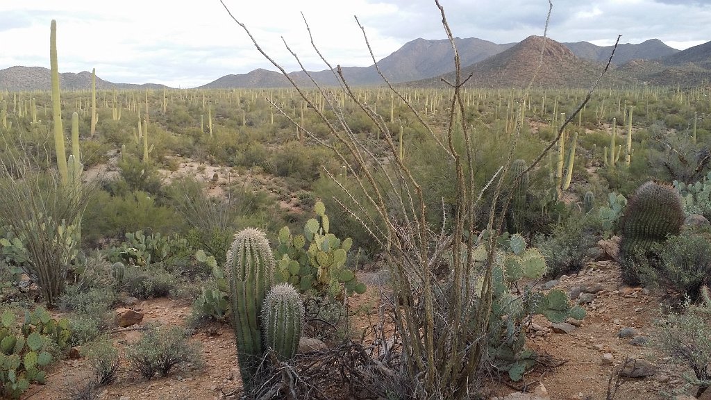 2018_1201_165232.jpg - Saguaro National Park (West)