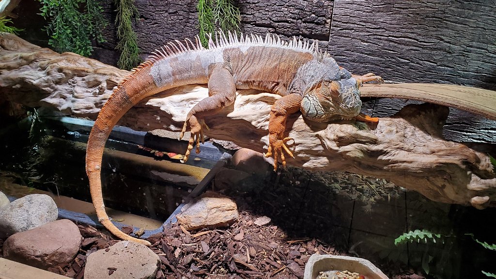 2019_0603_101021.jpg - Bergen aan Zee - zee aquarium