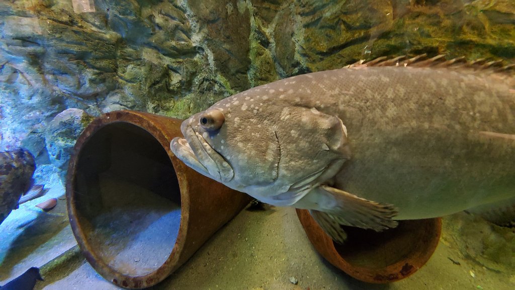 2019_0603_104048.jpg - Bergen aan Zee - zee aquarium