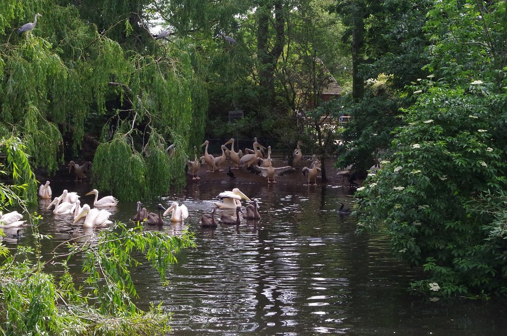 2019_0606_104836.JPG - Amsterdam - Artis