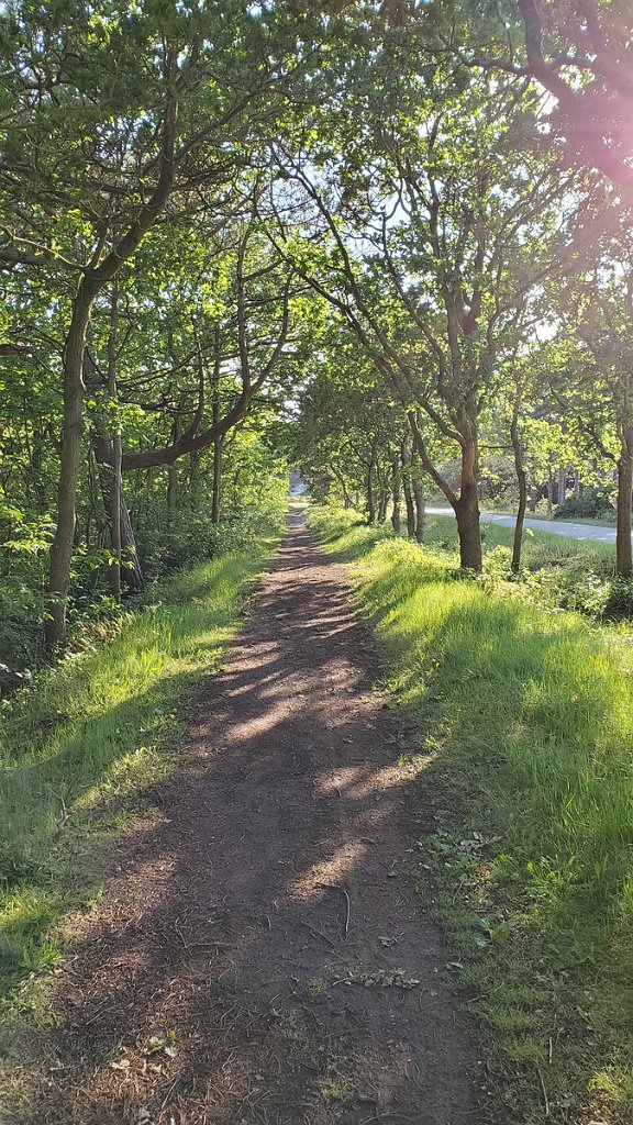 2019_0611_192855.jpg - Schoorlse duinen