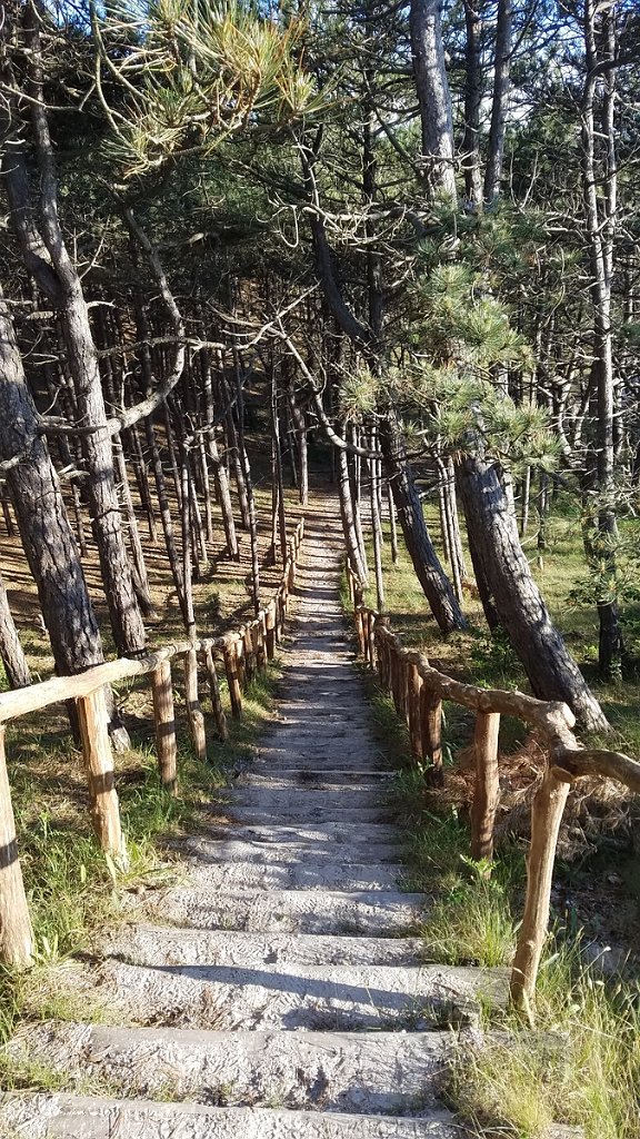 2019_0611_193736.jpg - Schoorlse duinen