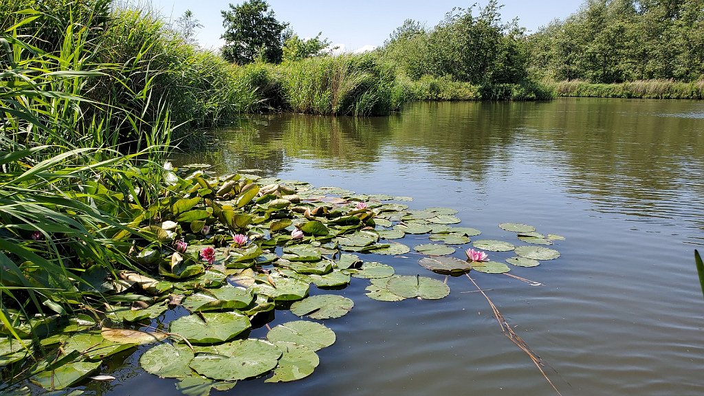 2019_0614_134850.jpg - Onderdijk - Oostwoud