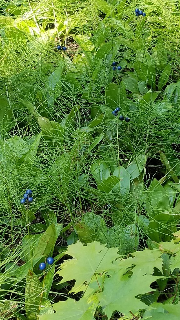 2019_0806_133558.jpg - Black River Harbor MI