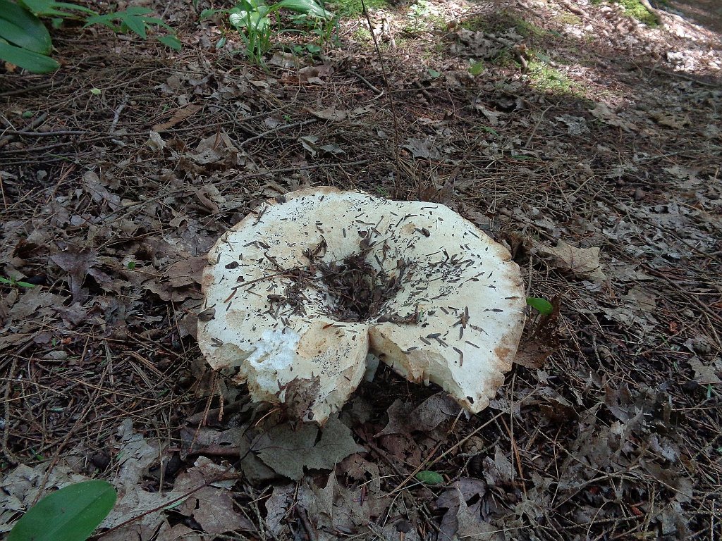 2019_0806_133819.JPG - Black River Harbor MI