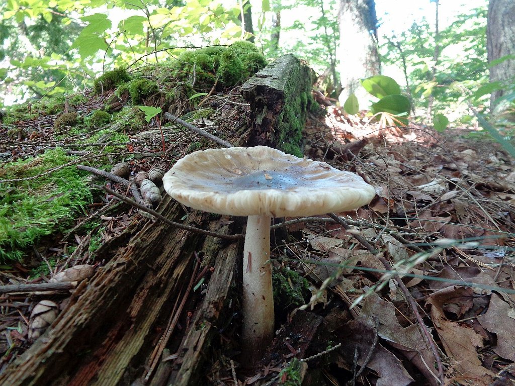 2019_0806_135850.JPG - Black River Harbor MI