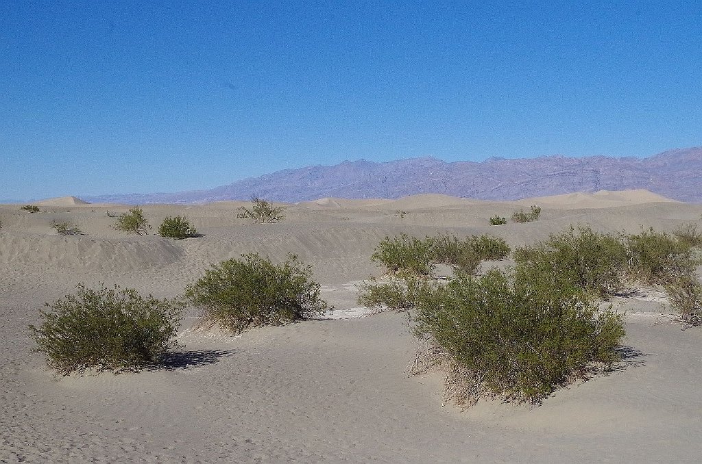 2019_1102_141240.JPG - Death Valley NP - Mesquite Flat Dunes
