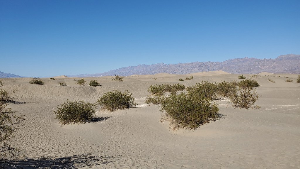2019_1102_141416.jpg - Death Valley NP - Mesquite Flat Dunes