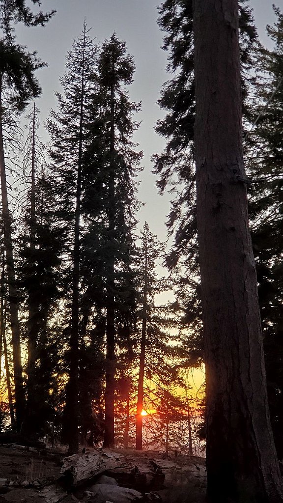 2019_1103_170102.jpg - Sequoia NP 