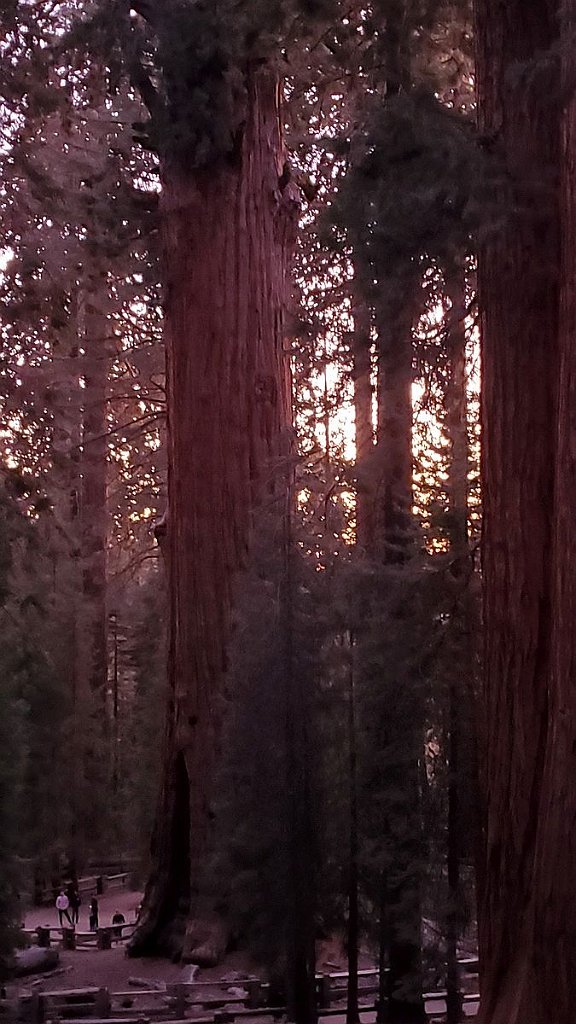 2019_1103_171054.jpg - Sequoia NP - General Sherman