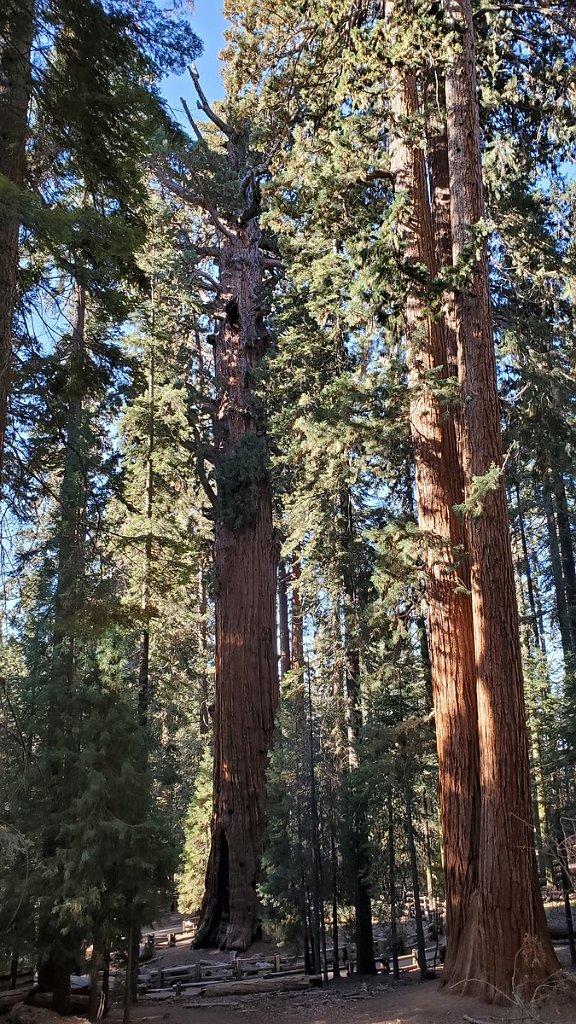 2019_1104_085859.jpg - Sequoia NP - General Sherman