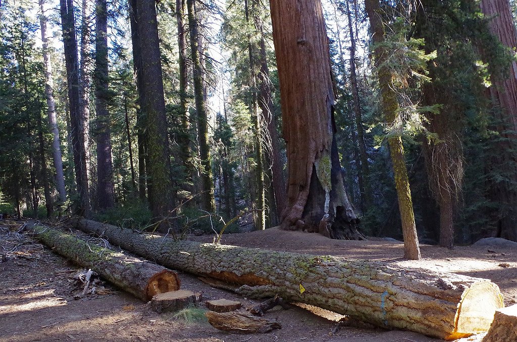 2019_1104_090017.JPG - Sequoia NP - General Sherman Trail