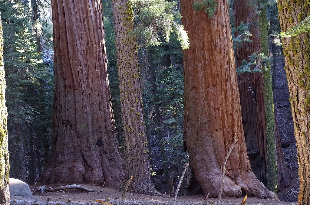 2019_1104_090046.JPG - Sequoia NP - General Sherman Trail