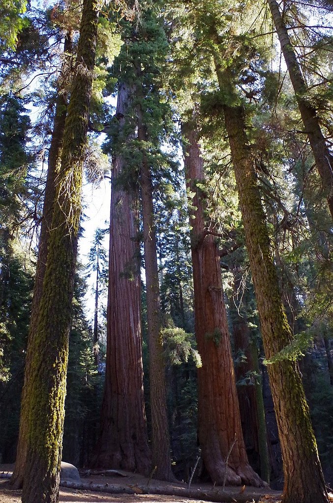 2019_1104_090053.JPG - Sequoia NP - General Sherman Trail