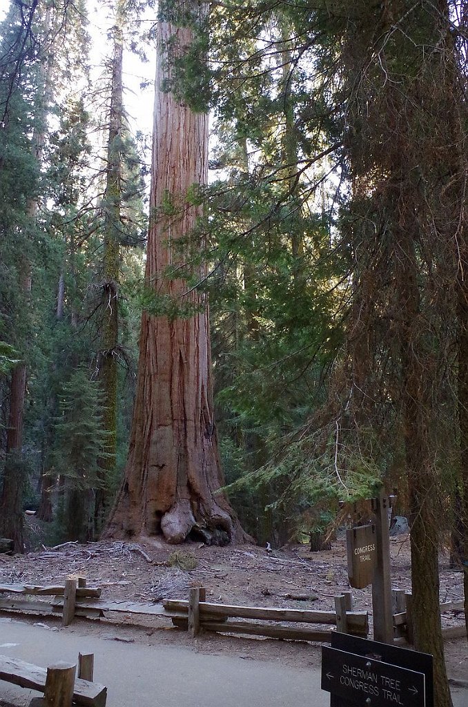 2019_1104_090135.JPG - Sequoia NP - General Sherman Trail