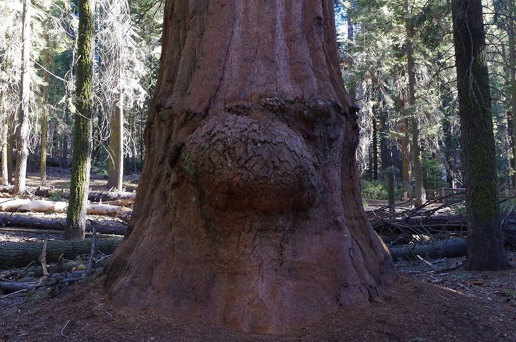 2019_1104_090244.JPG - Sequoia NP - Congress Trail
