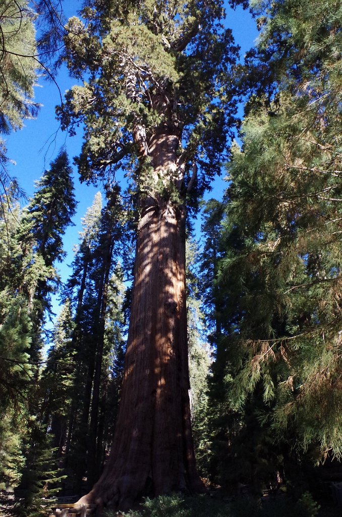 2019_1104_090434.JPG - Sequoia NP - General Sherman