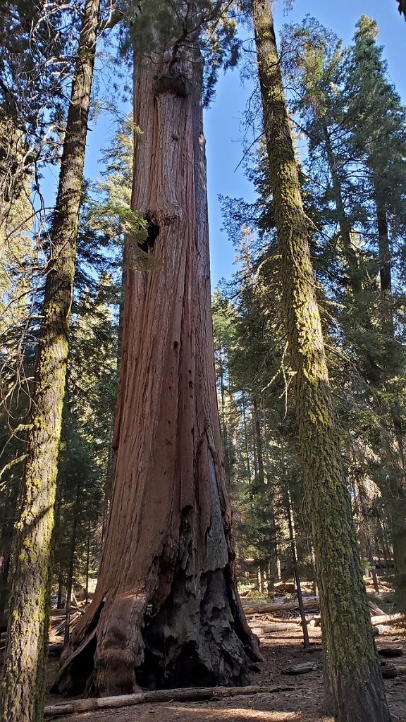 2019_1104_090438.jpg - Sequoia NP - General Sherman Trail