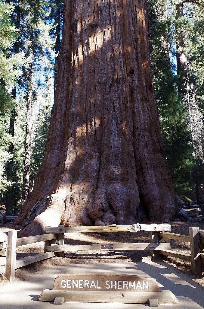 2019_1104_090750.JPG - Sequoia NP - General Sherman