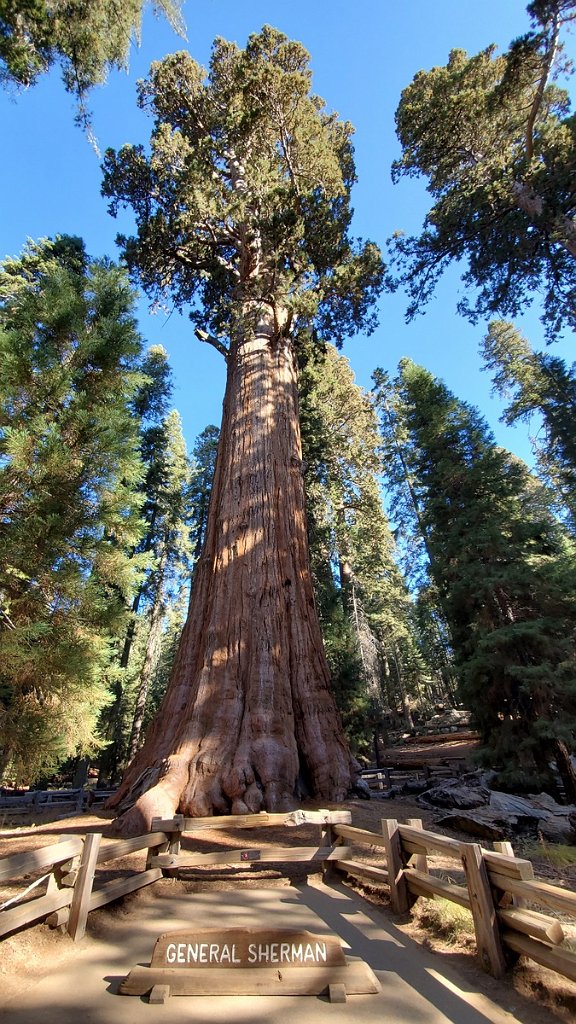 2019_1104_090823.jpg - Sequoia NP - General Sherman