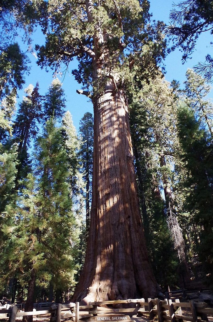 2019_1104_090836.JPG - Sequoia NP - General Sherman