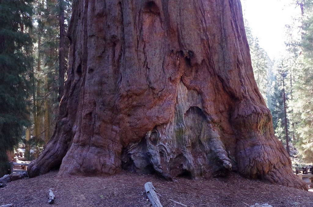 2019_1104_091051.JPG - Sequoia NP - General Sherman